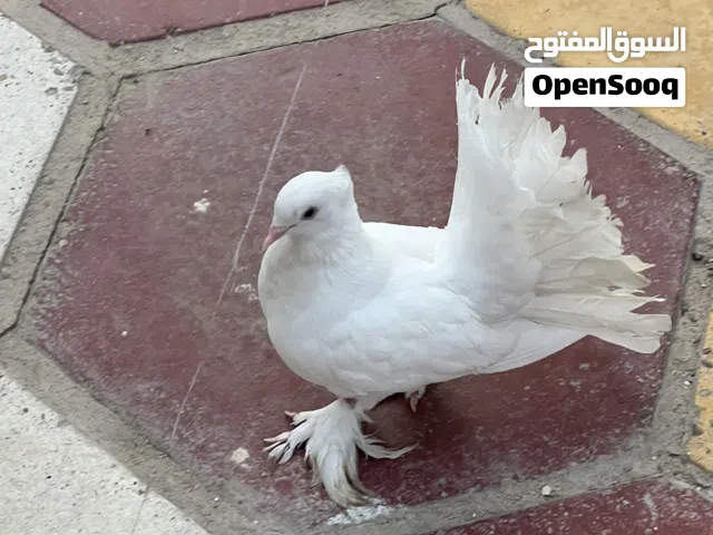 ثلاث طيور هنادي وتك عادي مكلش احمر وابيض