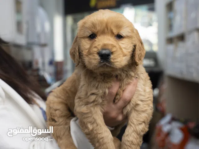 نجم العائلة الجديد بانتظاركم! جرو جولدن ريتريفر مميز وجميل لدرجة تخليك تبتسم من أول نظرة لطيف