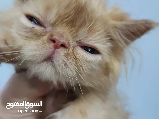 قط بيرشن زرار ريد اصول مسجله الاب ابن بابسي وحفيد بينجو
