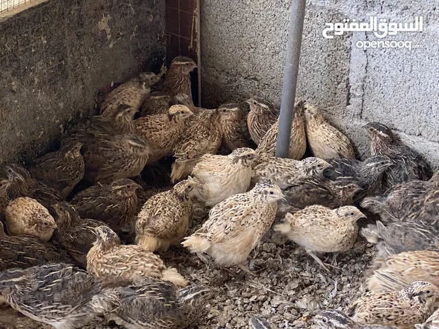 طيور سمان ‏ثلاث حبات بريال مع الذبح