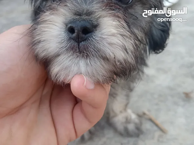 كلاب تيرير العمر شهرين