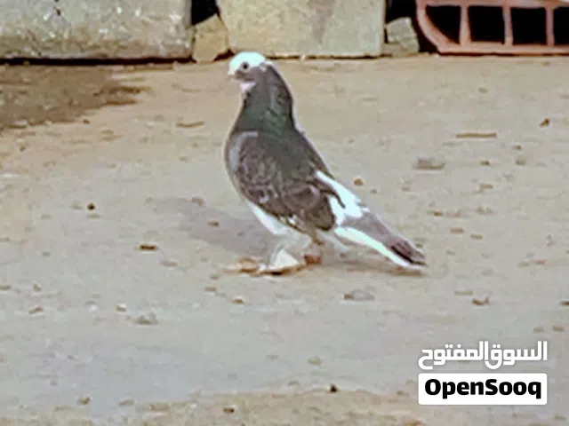 السلام عليكم متاح نتاية قلابة وهزازة