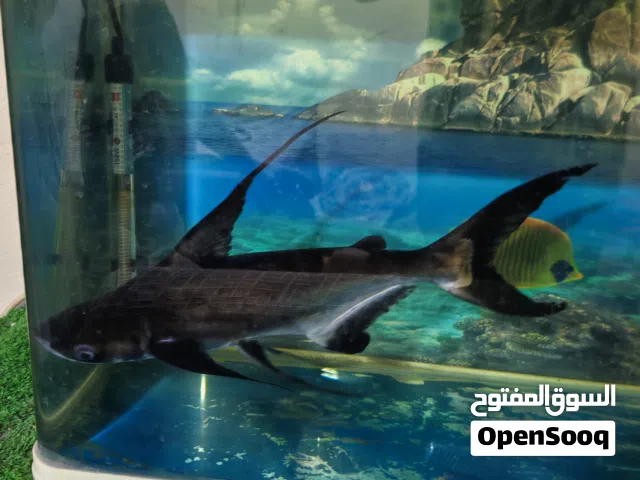 أسماك قرش نوع أمريكي عدد 4