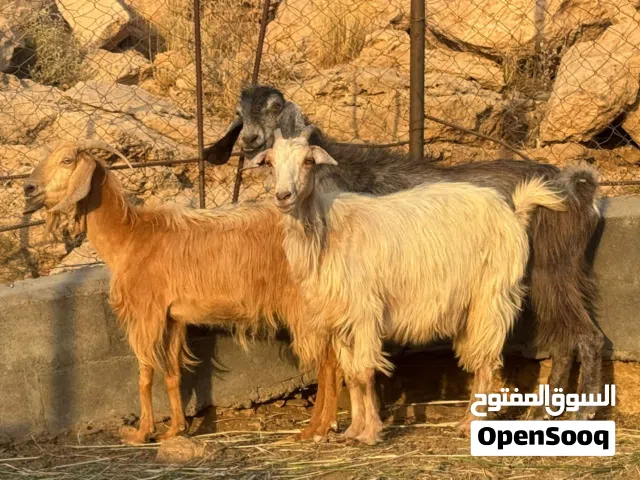 تيس فحل شامي وعنزين محتاشات