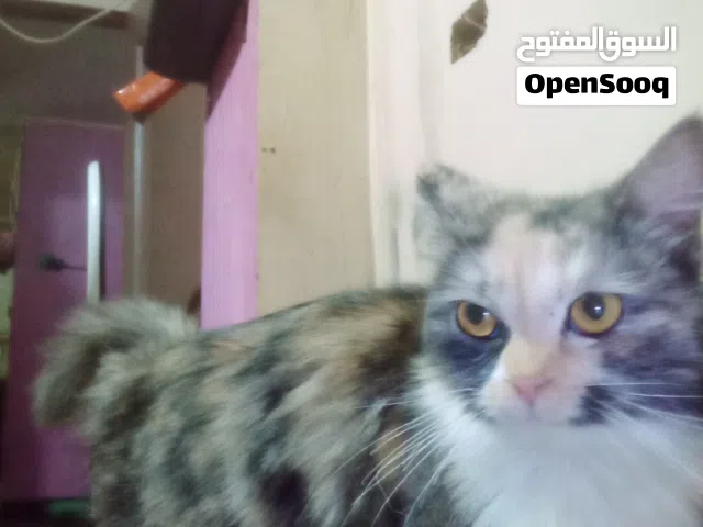 قطه للتبني سنه