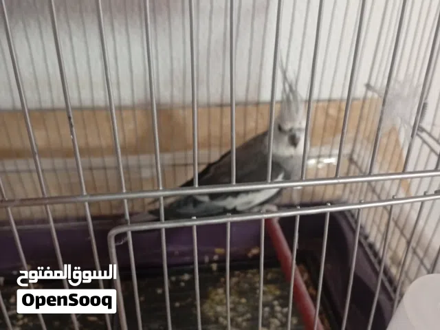 دكر فرنسي ربي يبارك