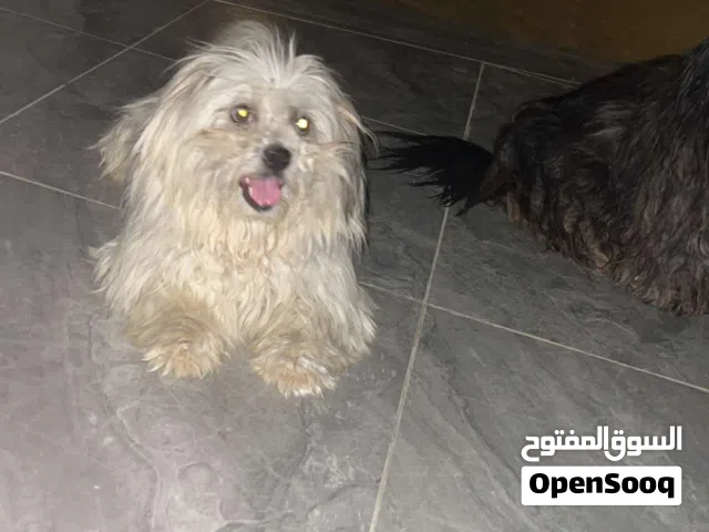 متاح ذكور شيتزو