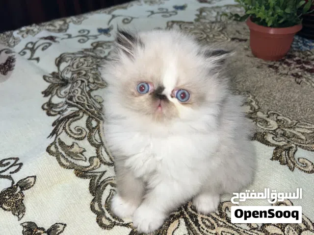 قطه بنت هيمالايا بيكي فيس