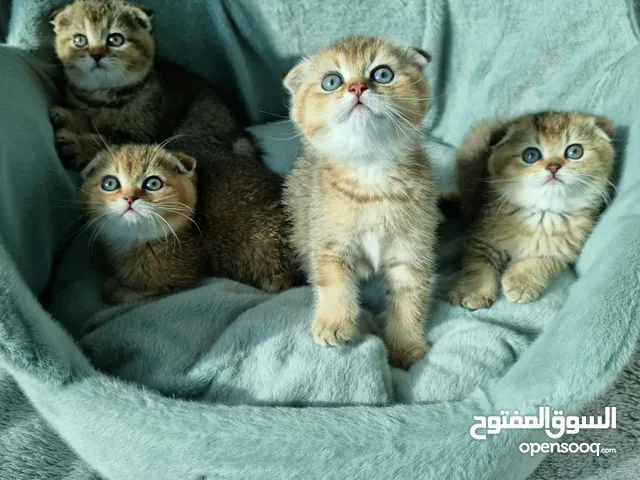 سكوتش فولد غولد  Scottish fold golden