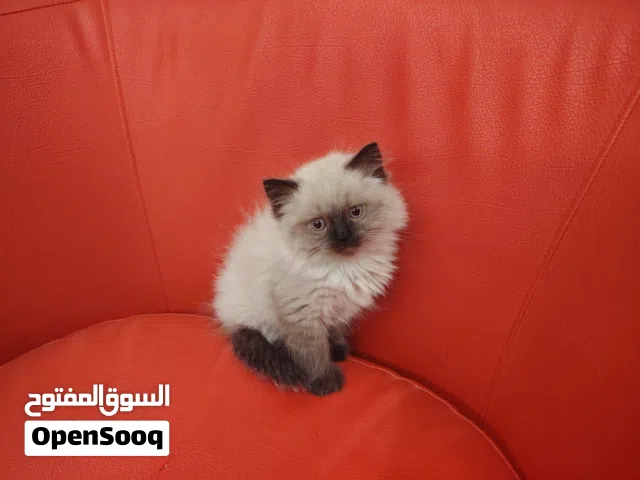 ذكر نملايا لعمر 60 يوم