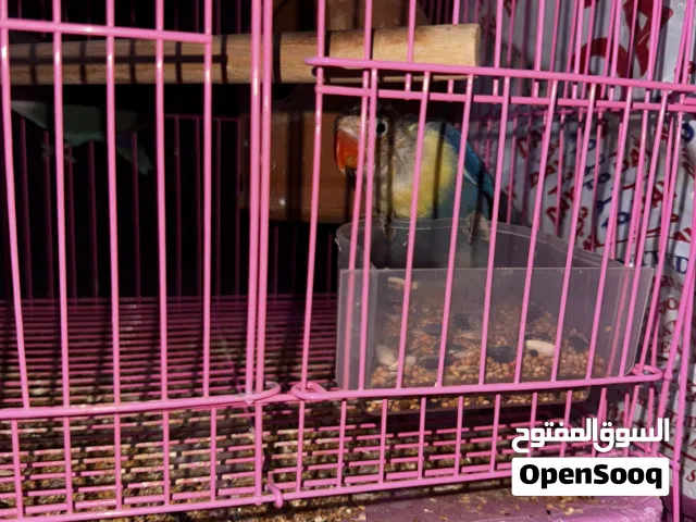 Lovebirds  BUY ONE GET ONE FREE