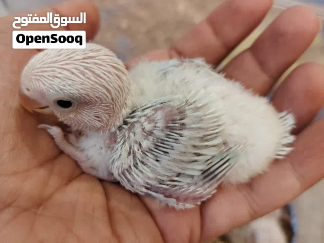 فروخ لوف بيرد روز صحه و نظافه و ألوان جميله ما شاء الله