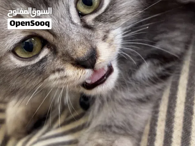 قط ذكر للتبني الرياض