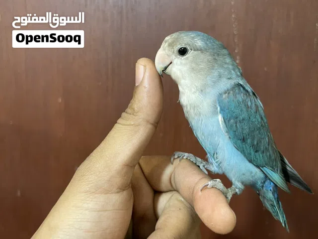 بغبغاء روز مميز ربوه مع القفص والأكل