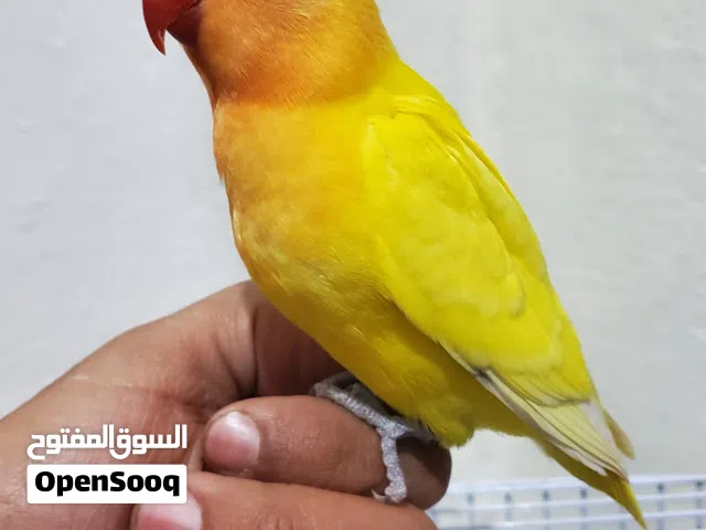 فرد فيشر لاتينو أليف جداً للبيع