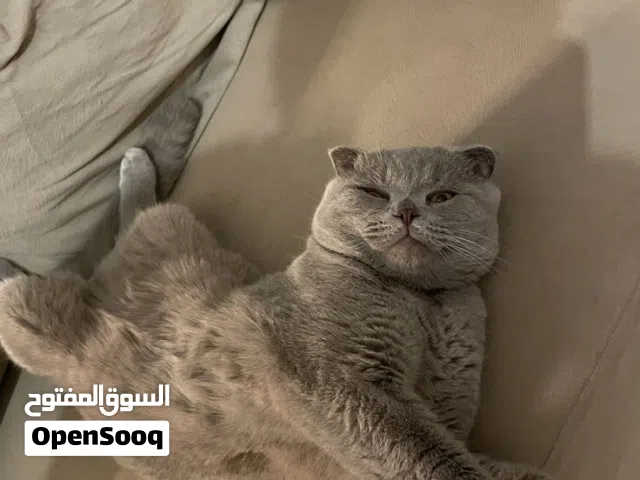 females cats pure Scottish fold liliac rare color& britishlonghair grey , looking for a loving home