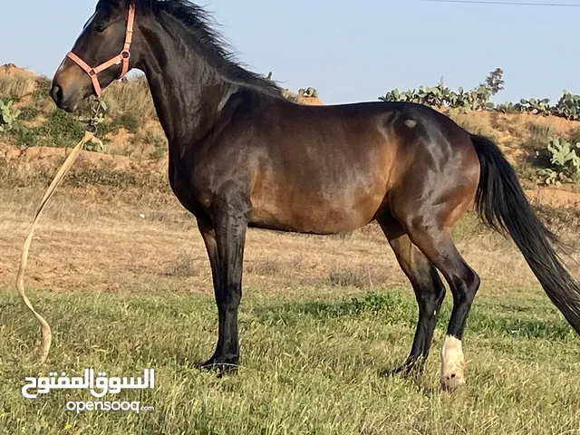 فرس للبيع
