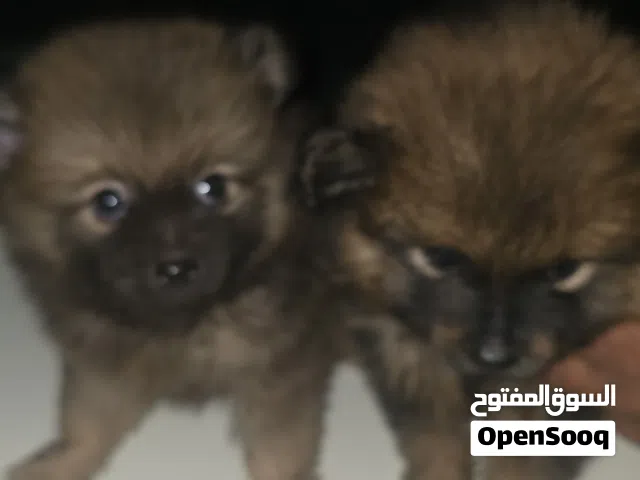 Pomeranian dog for sale