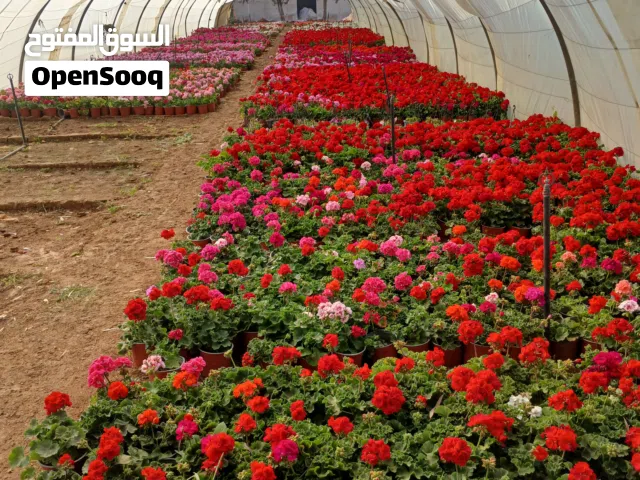 نبات زينه قوار 17سانتي العديد من النباتات ذو الجمال والمنظر الخلاب