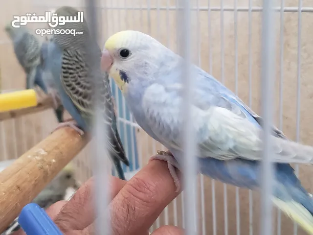 لأصحاب المحلات والموزعين فقط – طيور بادجي شبابية جاهزة للبيع بالجملة! العدد 12 طير