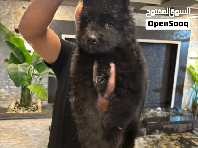 جراء جيرمن شيبرد شولاين رويل بلاك وبلاك اندتان وسيبل