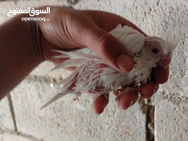 مخلف كوكتيل البينو عين حمرا بلتفصيل