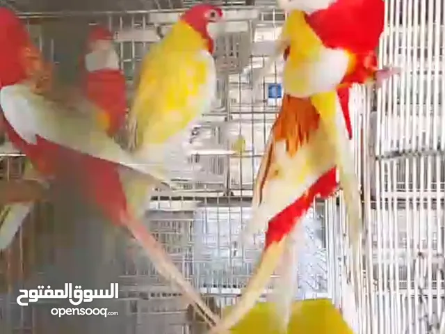 للبيع مجموعة طيور البغبغاوات منها الاليفه ومنها للإنتاج طيور جميله جداً للإنتاج ماعليك إلا الاختيار