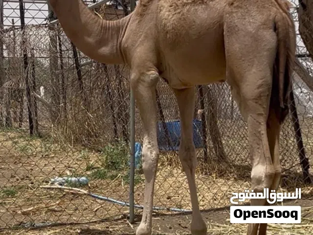 قعود للبيع
