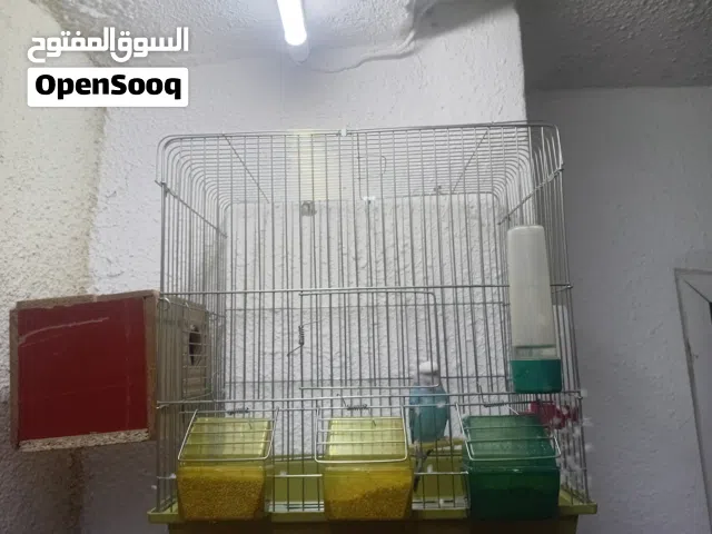 طير حب لون ازرق وابيض  مع قفص ثاني فاضي
