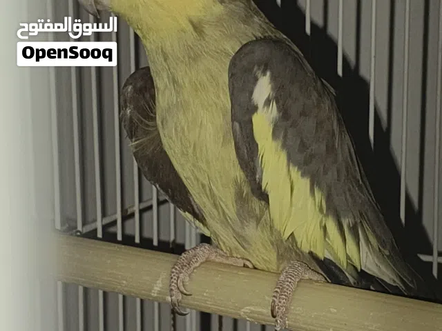 متاح زوج كوكتيل للبيع اقره لوصف