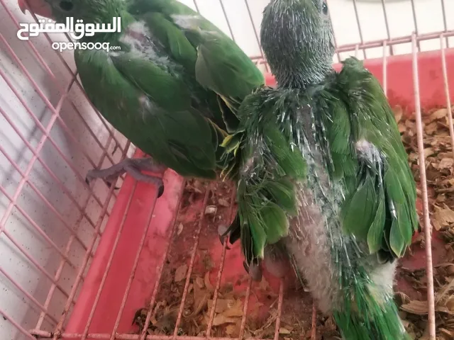 فرخ دره هندي