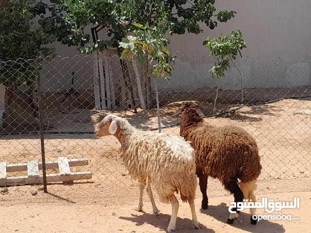 زوز فطايم الله يبارك وطنيات عمرهم ف8شهور عشار بادن الله معاهم فحل محصنات وسليمات بادن الله