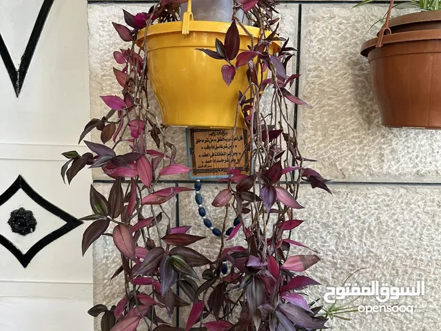 نباتات جميلة للبيع زرعت بأيدي حجة فلسطينية