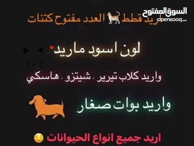 محتاج قطط او كلاب عمر شهرين فقط العندي يجيني وتساب فقط