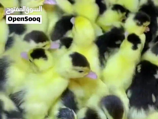 متوفر بط صغير مشاءالله بعد تعب كبير اخيرن توفر بط صغير الموقع صنعاء باقي التفاصيل وتساب يوجد توصيل