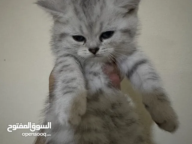 كتن سكوتش استريت عمر 55 يوم بيووور عيون زمردي