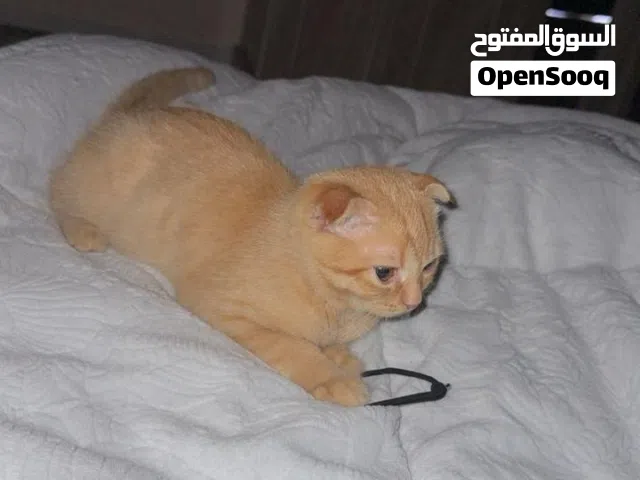 قطه حلوه جميله وموجودي