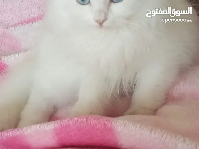 Persian Kitten Long Hair