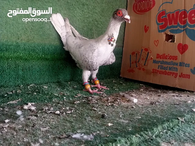 الزرقاء الجبل البيض