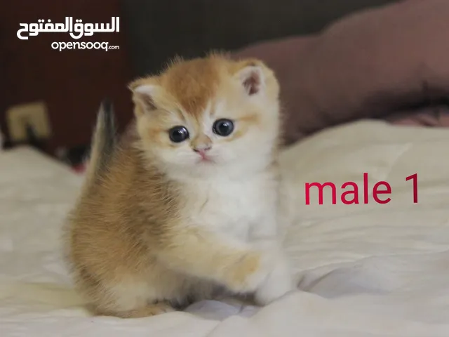 golden chinchilla للحجز