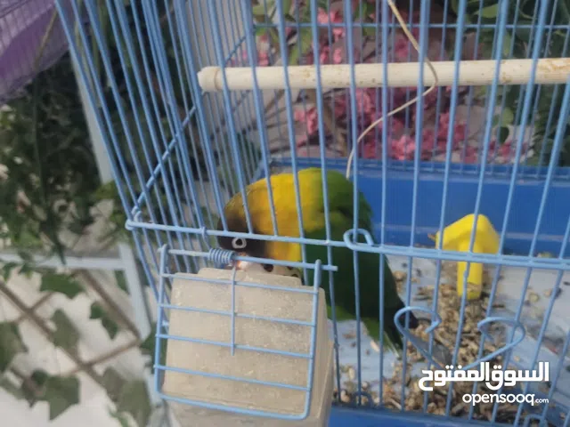 Fischer With A Cage And A New Stand.