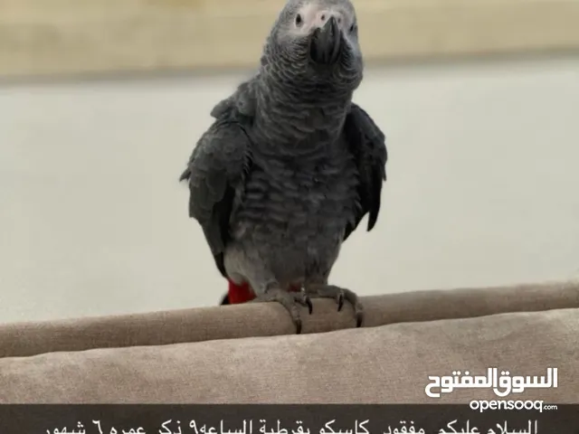 كاسكو مفقود