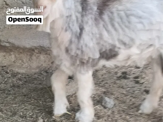 للبيع تيس من حلال الرحبي  العمر سنتين  بمبلغ300ريال تواصل ع لوتساب