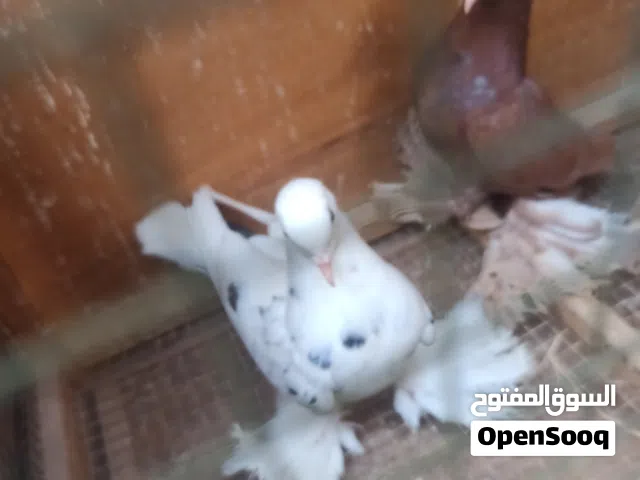 انتاج شقلاب هزاز
