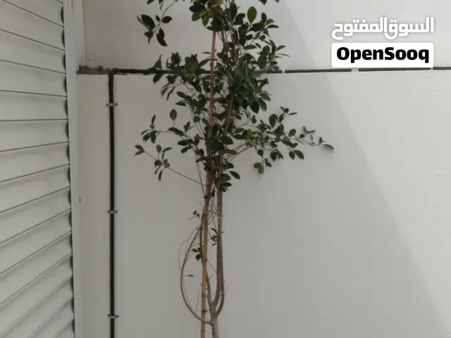 للبع شجرة الفايكس الضليه
