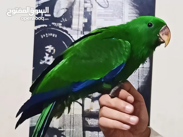 زغلول اكليكتوس