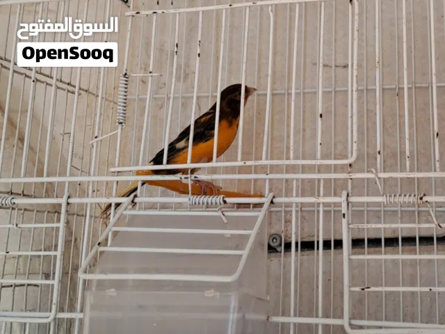 كنار ذكر جاهز يغرد نغمات قوية وصوت جميل