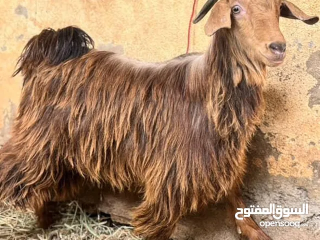 تيس مطعوم محقوص من حلال الجواميد