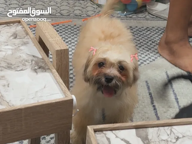 صحه جيده مع اغرضهم مع جوازات
