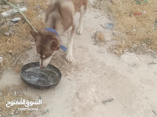 كلبه بندوق هاسكي التواصل على الوتساب